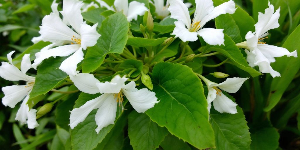 Kanadablodurt med hvite blomster og grønne blader.