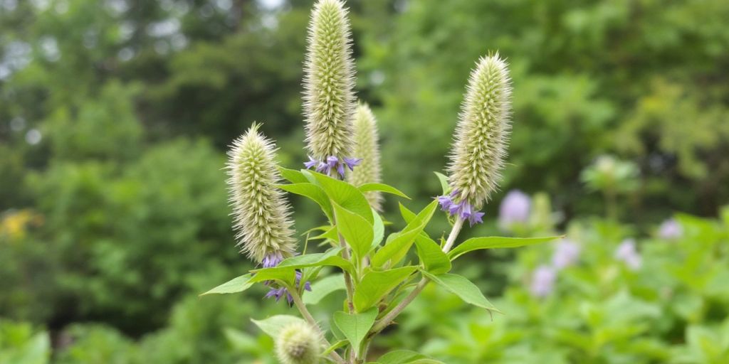 Kardeborre med spisse blomster og grønne blader.
