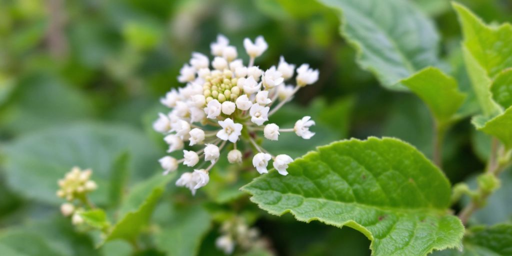 Nærbilde av Olavsstake med hvite blomster.