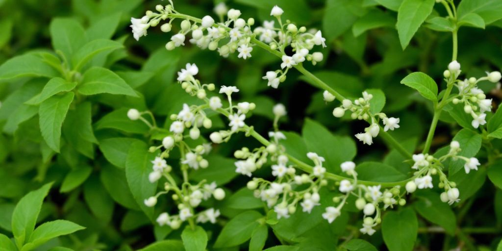 Kranskonvall med grønne blader og hvite blomster.