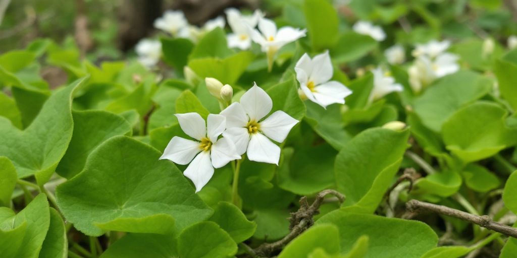 Nærbilde av Gjøkesyre med hvite blomster.