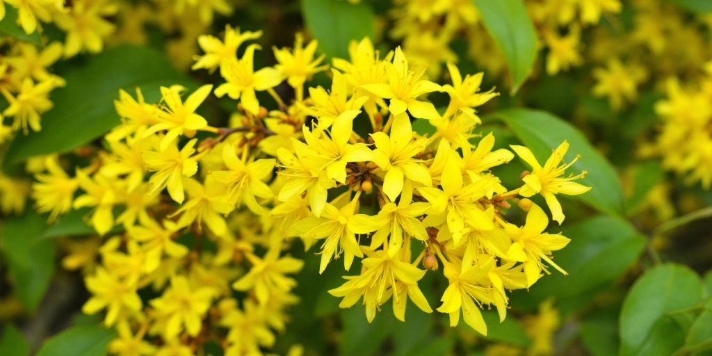 Gul blomster av Hengegullbusk.