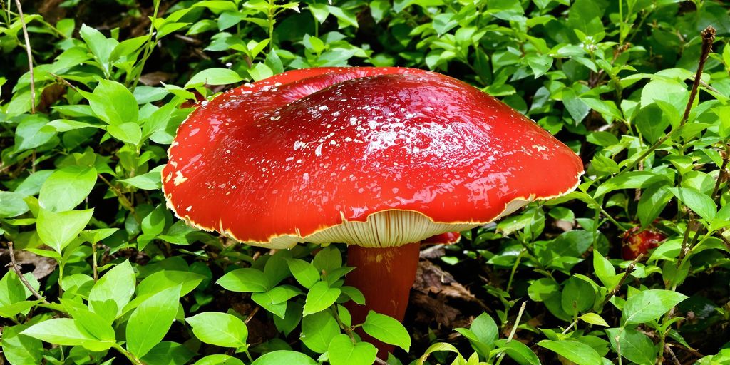 Rød reishi sopp i grønn skog.