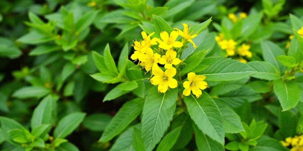 Fredløs (Lysimachia vulgaris) – Shila