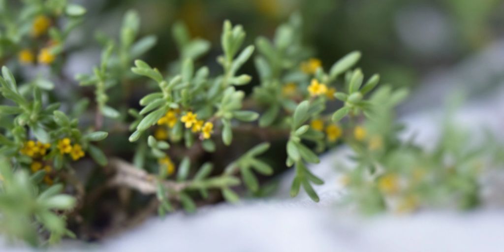 Nærbilde av Hårmalurt med grønne blader og gule blomster.