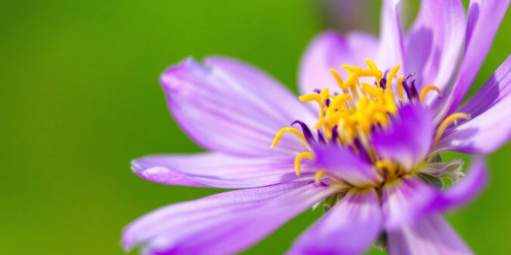 Kubjelle-blomst med lilla kronblader og gule støvdragere.