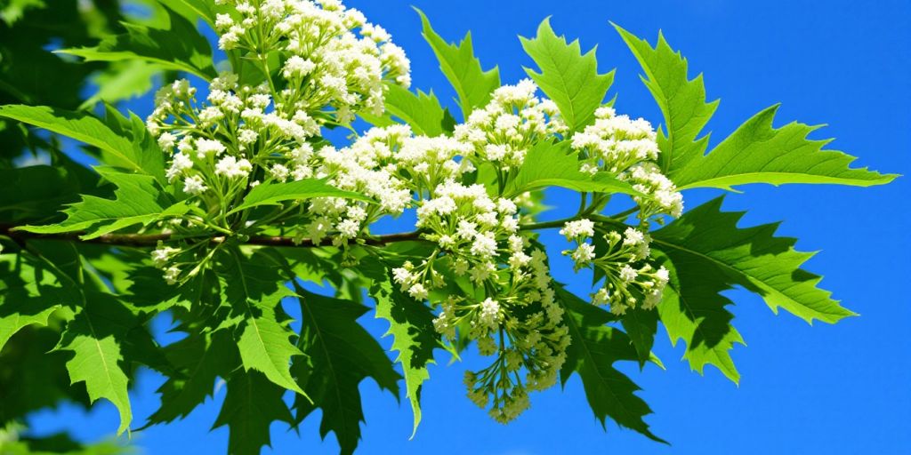 Manna-ask grener med blomster og blader.
