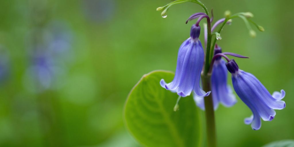 Nærbilde av blåklokke med runde blader.