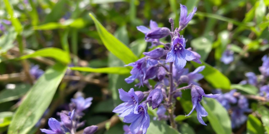 Blå-lilla blomster med grønne blader.