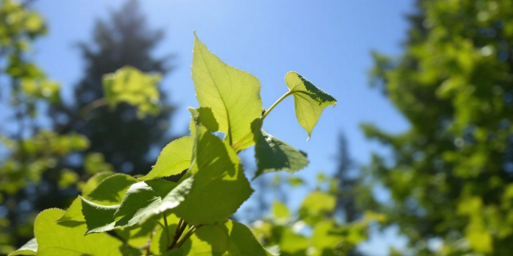 Ospetrær med grønne blader i solen.