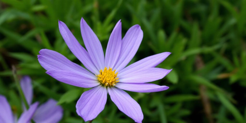 Mogopblomst med lilla kronblad og gul midt.