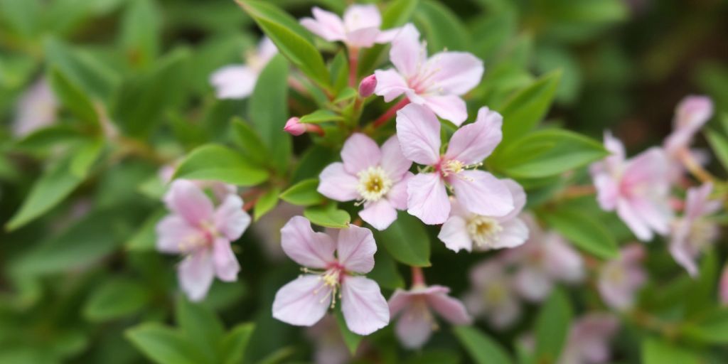 Nærbilde av Hvitlyng med rosa blomster.
