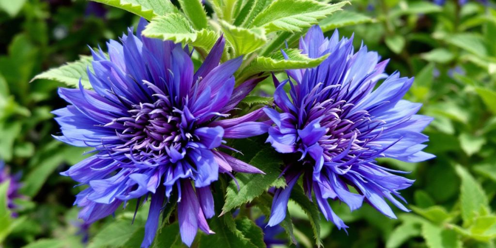Nærbilde av Ormehode blomster med blå kronblader.