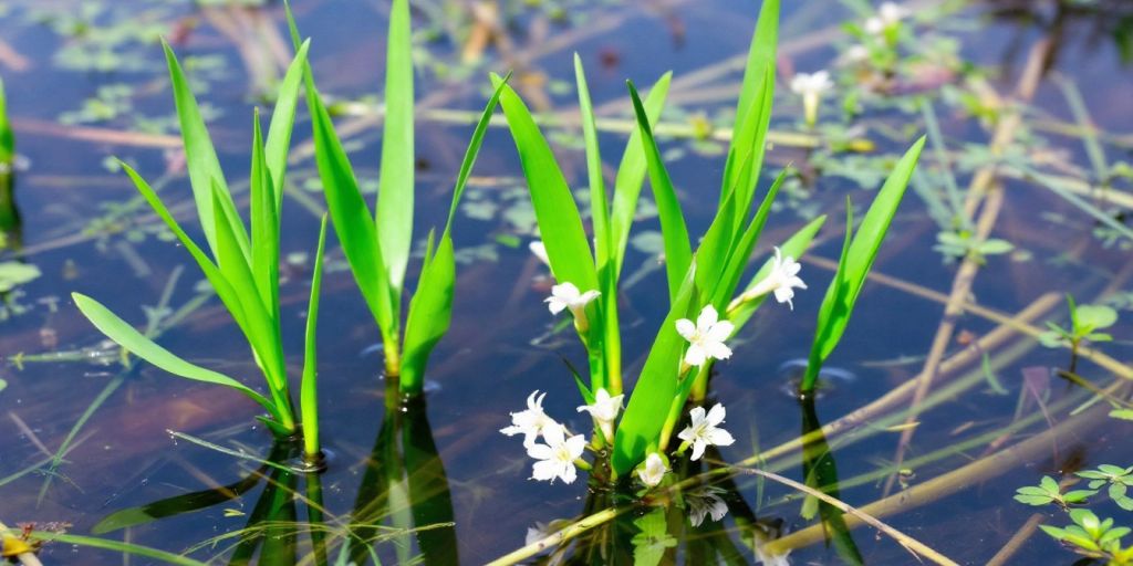 Vassgro med grønne blader og hvite blomster.
