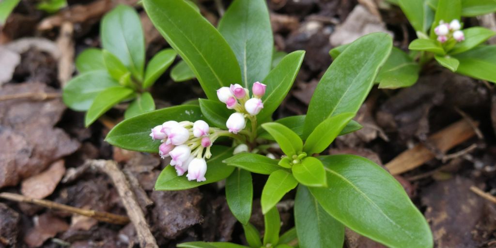 Krypberglyng med grønne blader og hvite blomster.