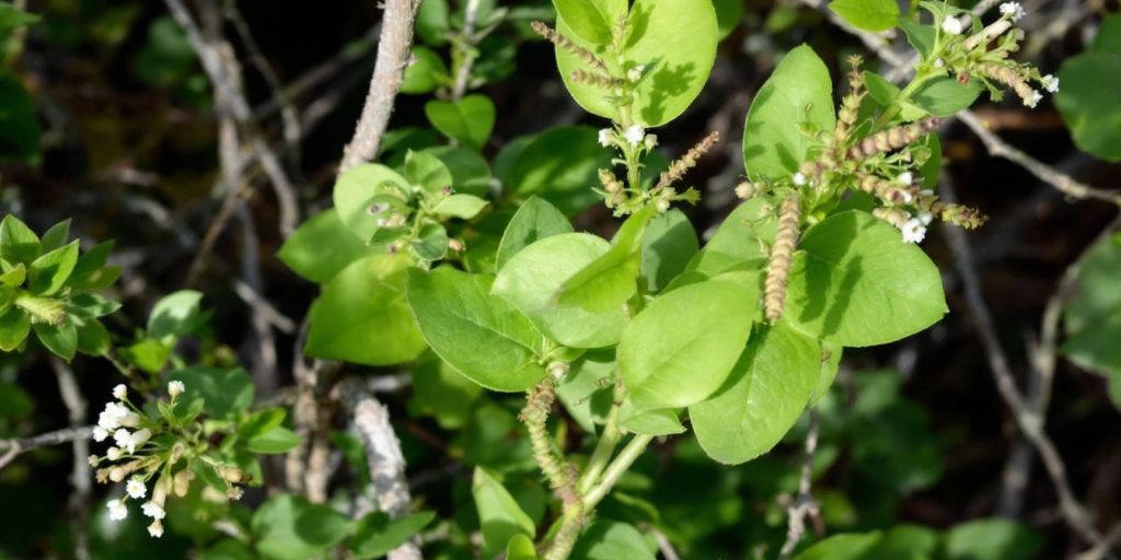 Planten Pors med grønne blader og hvite blomster.
