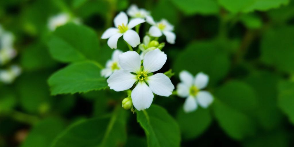 Nærbilde av hvitkløver med blomster og blader.