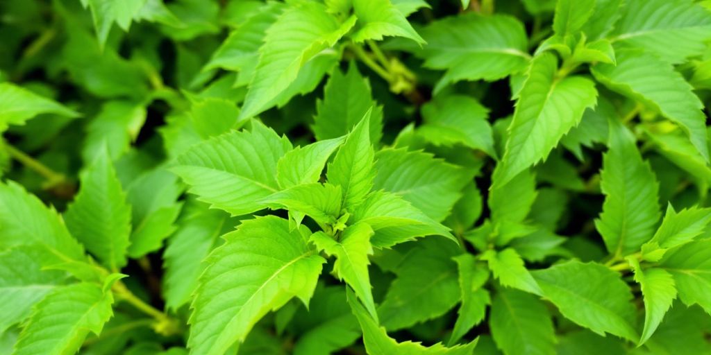 Gymnema sylvestre blader i nærbilde.