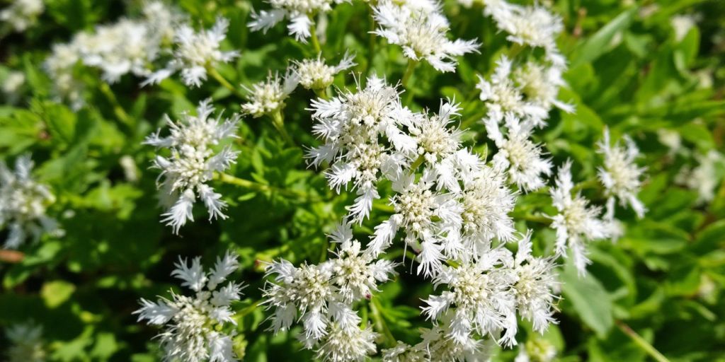 Nærbilde av Knollmjødurt med hvite blomster.