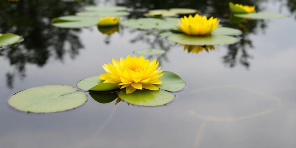 Gul nøkkerose med gule blomster og grønne blader.