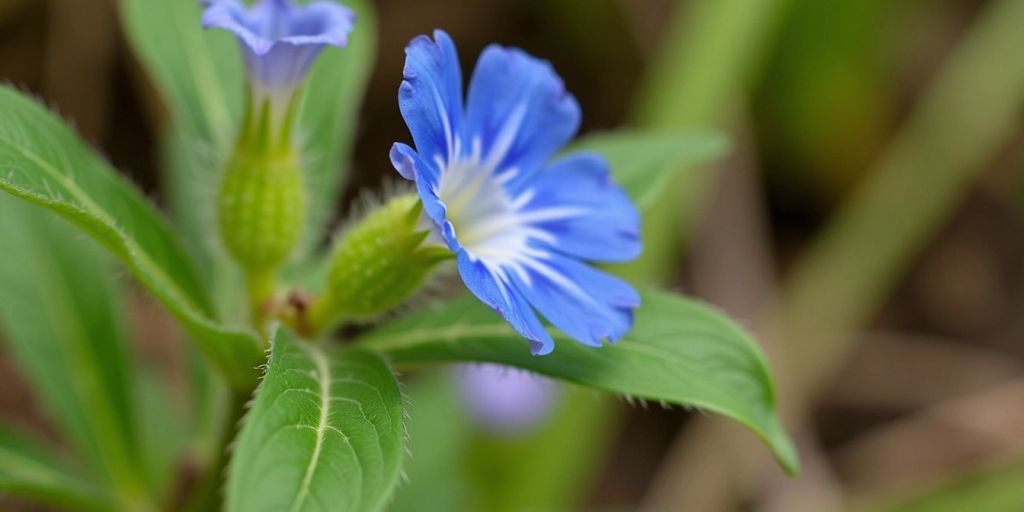 Blå blomst med grønne blader i naturen.