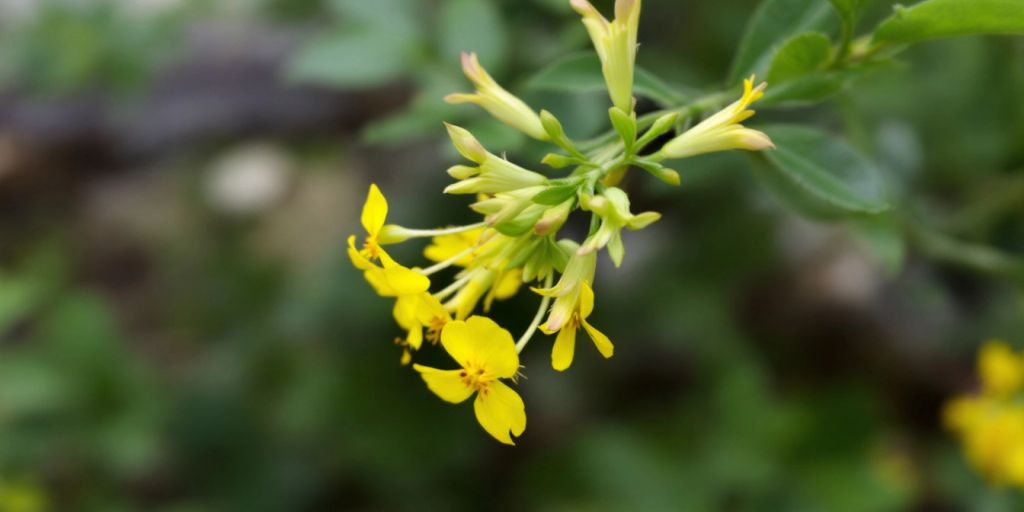 Rundbelgblomst med gule kronblader og grønt bladverk.