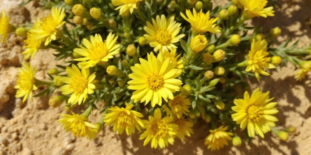 Nærbilde av Sandstråblom med gule blomster.