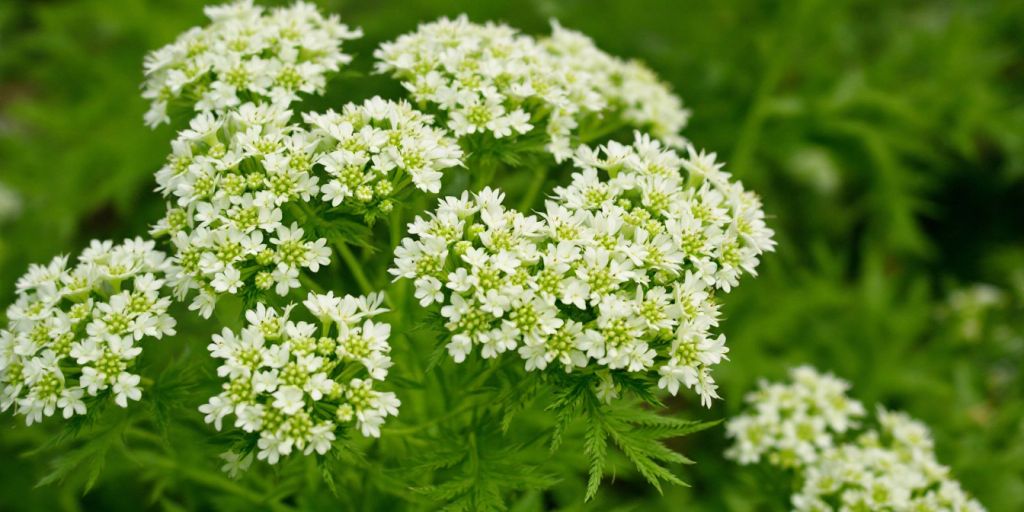 Nærbilde av Nyseryllik blomster i full blomst.