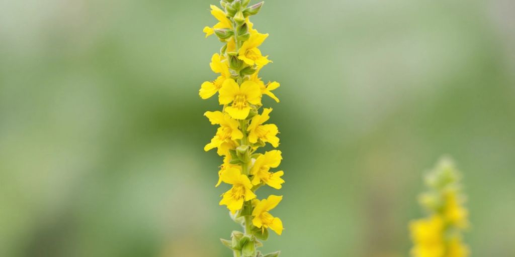 Nærbilde av Mørkkongslys med gule blomster.