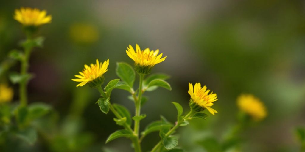 Nærbilde av Landøyde blomster med gule kronblader.