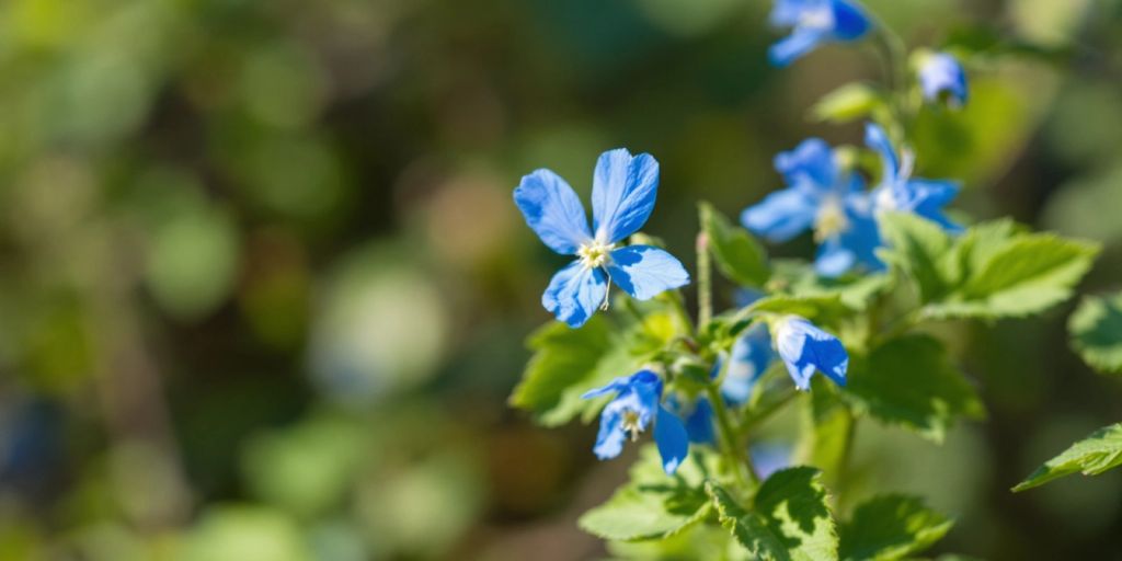 Blå blomster av Oksetunge med grønne blader.