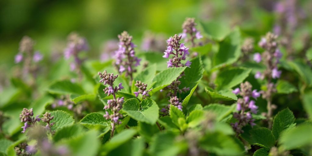 Kransmynte med grønne blader og lilla blomster.