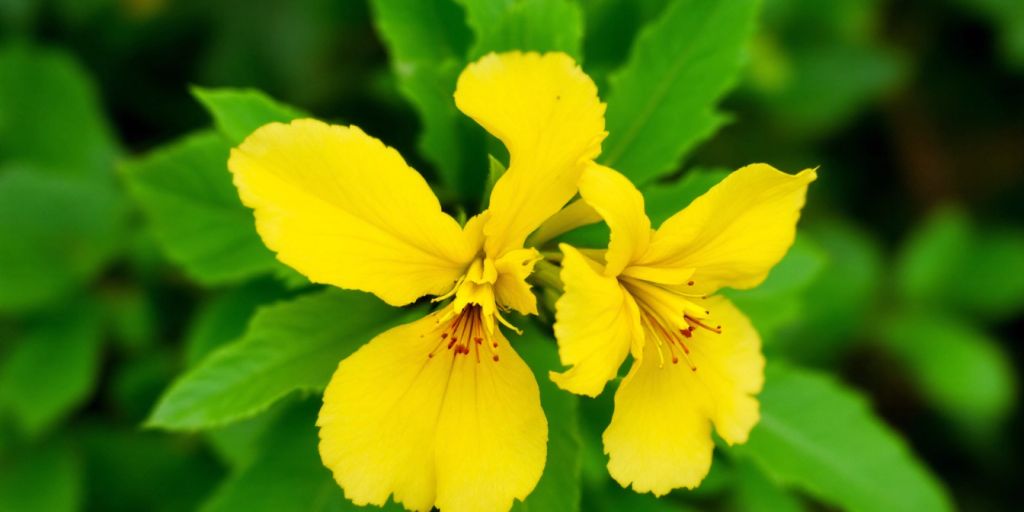 Nærbilde av Tannpineplante med gule blomster.