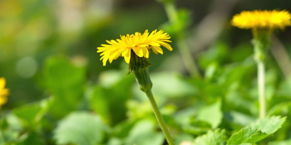Nærbilde av løvetann med gule blomster og grønne blader.